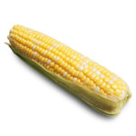 Bi-Color Sweet Corn