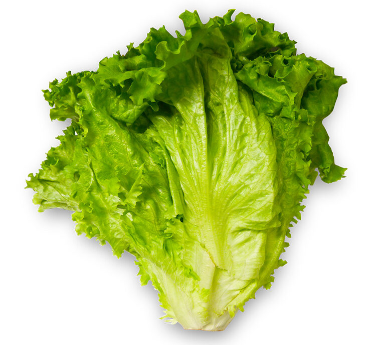 Green Leaf Lettuce